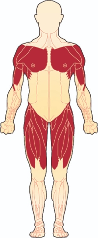 Limb-Girdle Musküler Distrofi (LGMBD)( Kol-Bacak Kas Distrofisi) Genetiği