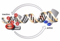 Etnisite Gibi Kültürel Farklılıklar, DNA Üzerinde  İz Bırakabilir
